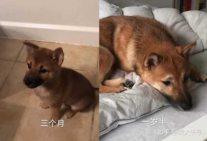 请问柴犬这种黑豆豆眉毛正常吗 知乎