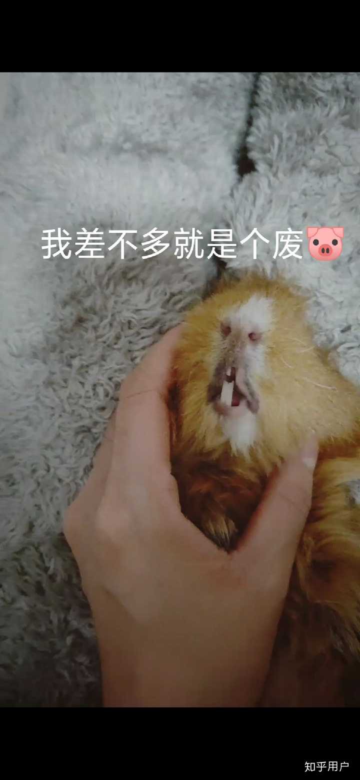 为什么荷兰猪总是断牙 怎么才能让荷兰猪不咬笼子 知乎 为什么荷兰猪总是断牙 怎么才能让荷兰猪不咬笼子 知乎