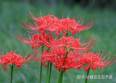 青色彼岸花是希望之花吗 知乎 青色彼岸花是希望之花吗 知乎