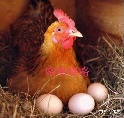 那些说一天不能吃超过1个鸡蛋的朋友是担心鸡妈妈下不过来吗.