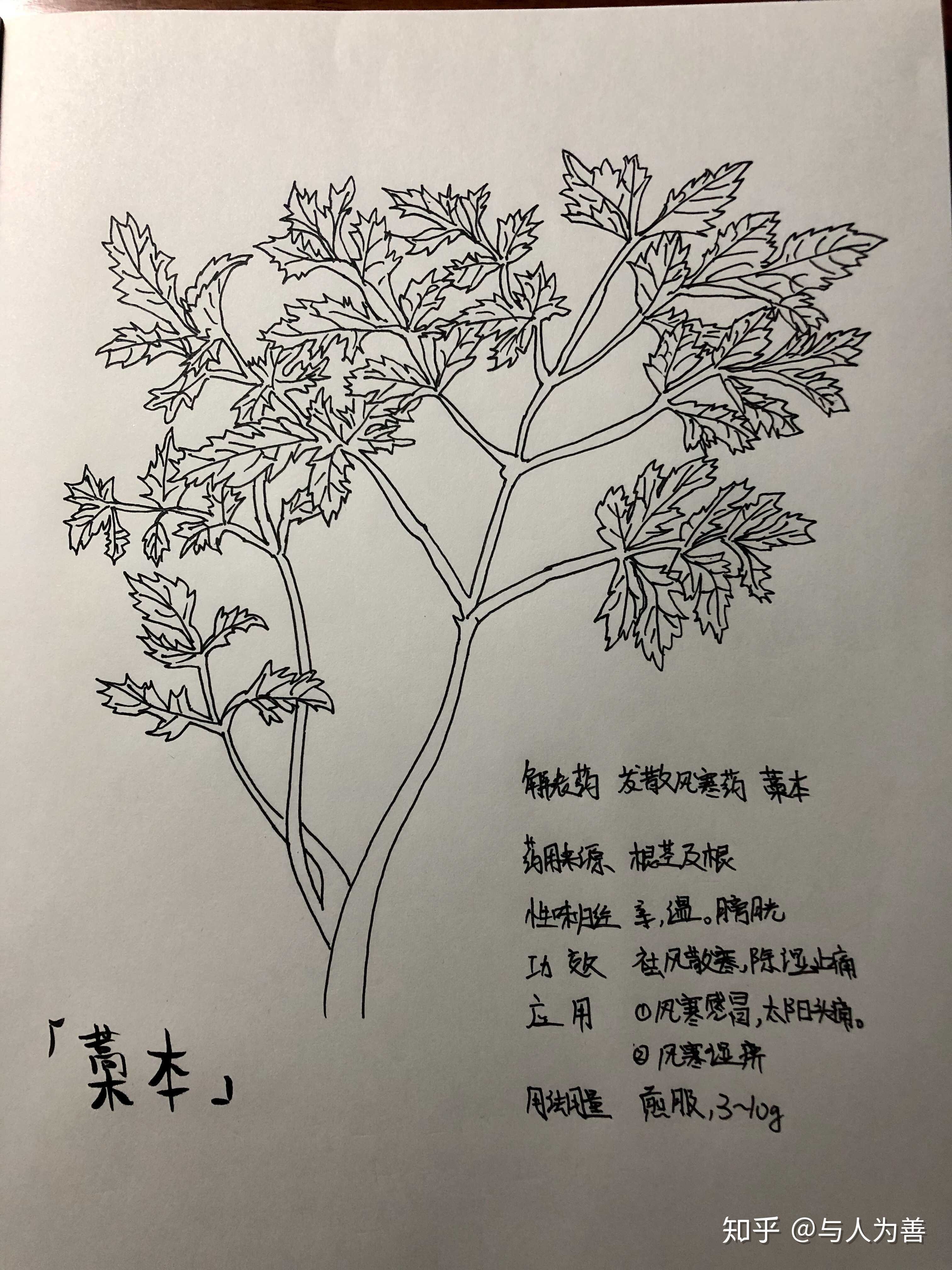 中药学手绘复习图鉴
