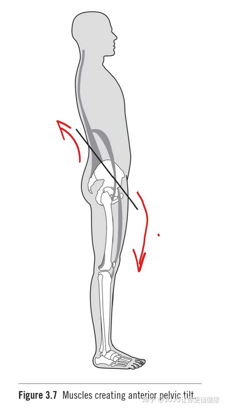 大腿肌肉侧面图片