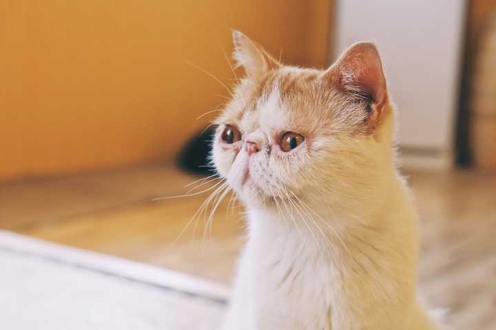 你拍过哪些好看的猫咪照片?