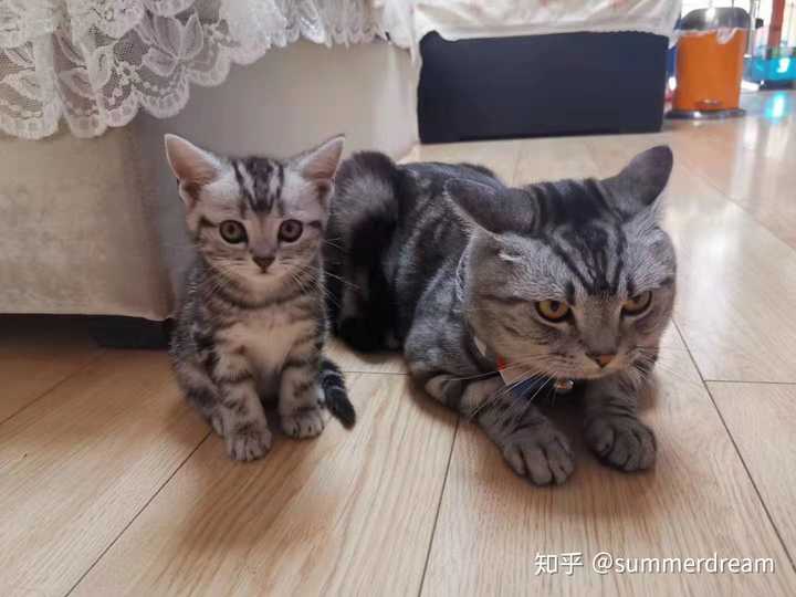 美短杂交中华田园猫图片