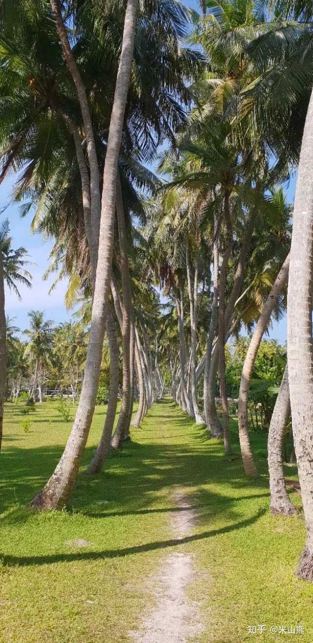 挺拔俊秀的椰子树,不时在海风中摇曳着碧玉般的树冠.