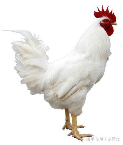当时会相信肯德基的鸡有六根翅四条腿?
