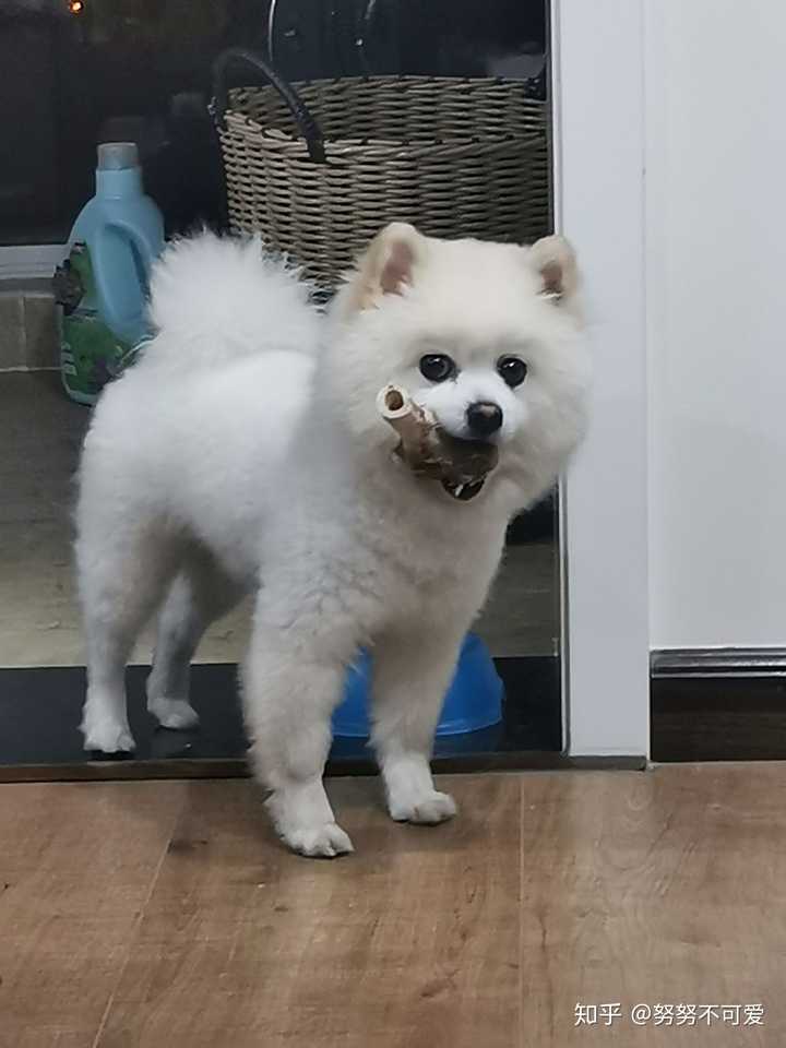 想知道我们家的狗狗是博美还是跟银狐的串串