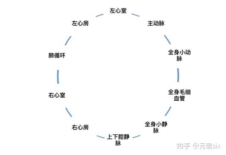 血液循环的路径图片