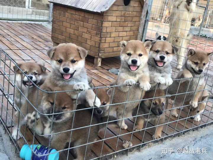 购买柴犬如何防骗 怎么样识别黑心犬舍 知乎 购买柴犬如何防骗 怎么样识别黑心犬舍 知乎