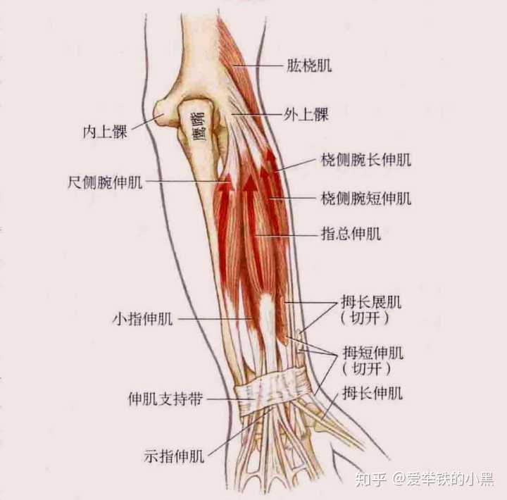 腕关节有哪些活动形式 这些运动形式的主动肌和拮抗肌都有哪些 腕关节运动的主动肌 诺亚时报