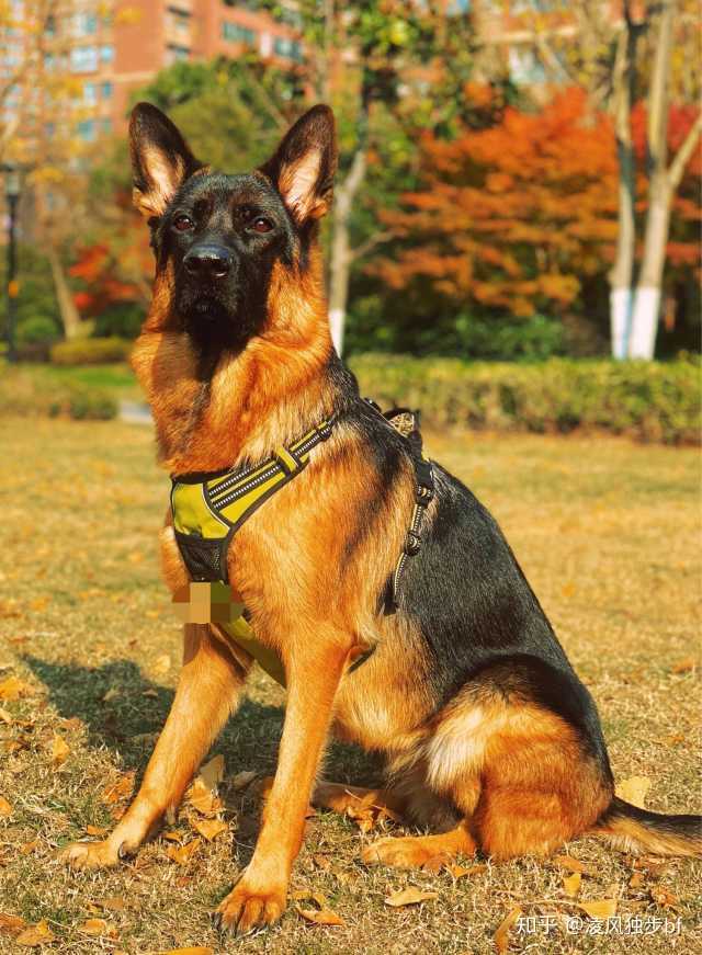 个人比较喜欢德牧,毕竟德牧智商高,但是性格方面比较憨厚,不会跟主人