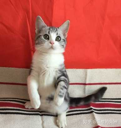 请问狸花猫跟起司猫的区别是什么?