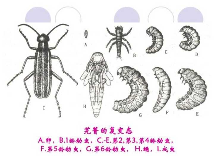 幼虫存在的意义是什么 为什么人没有幼虫期 知乎 幼虫存在的意义是什么 为什么人没有幼虫期 知乎