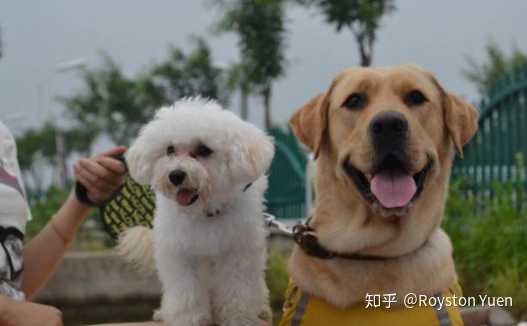 请问养大型犬好还是养小型犬好 知乎