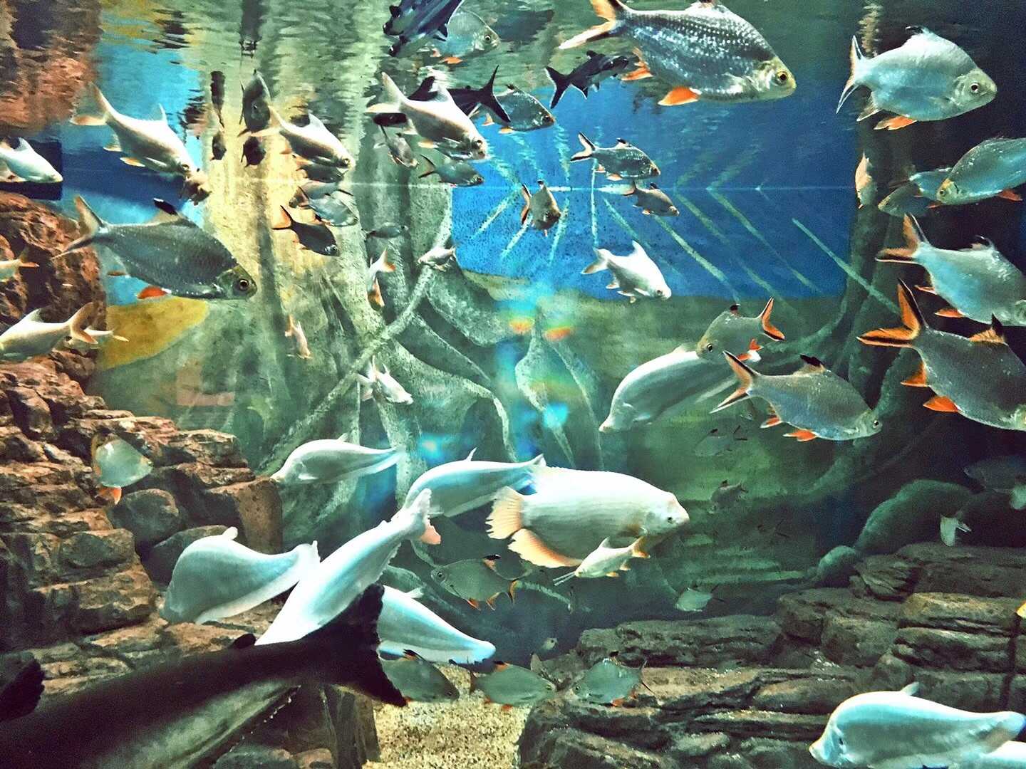 身边自然随手拍# 上海水族馆