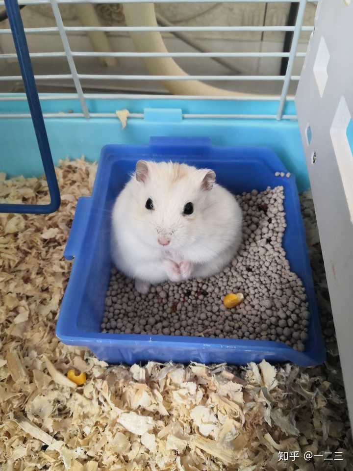 最好去哪里买仓鼠?