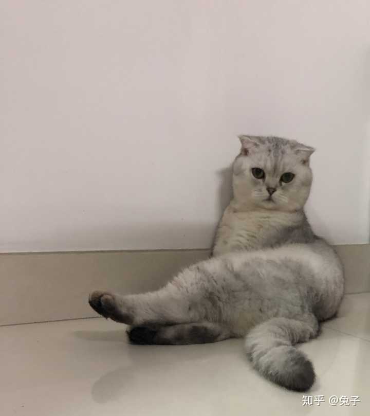 猫脑袋经常不小心撞到硬物会傻吗 知乎 猫脑袋经常不小心撞到硬物会傻吗 知乎