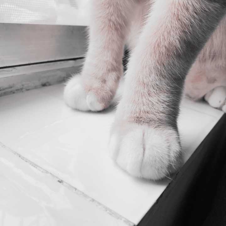 随手一拍主子的萌大脚