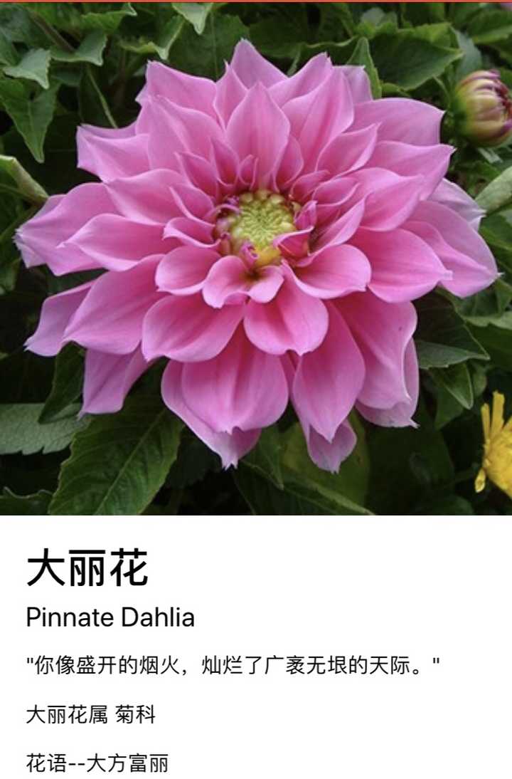 请问谁知道这个是什么花?