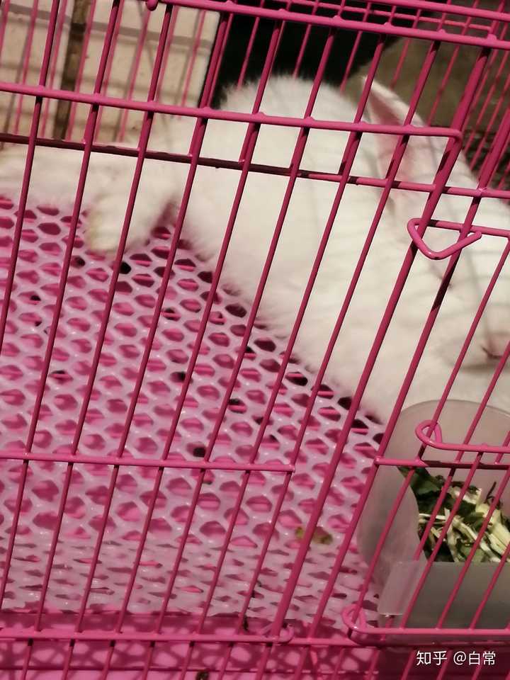 你养的兔子多久才出现贵妃躺