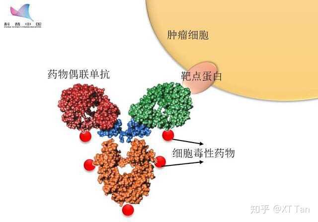 什么是小分子靶向药物?