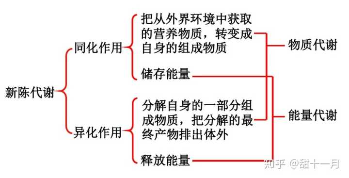 如何通俗地解释 新陈代谢 知乎