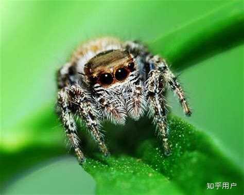 求助,请问这是什么蜘蛛?