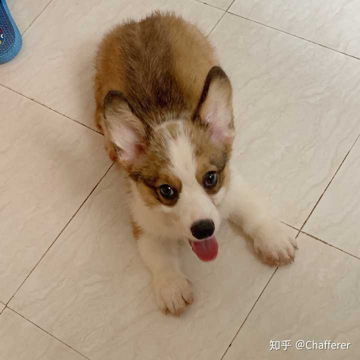 柯基一般在哪些价位才好不想太便宜也不想太贵?