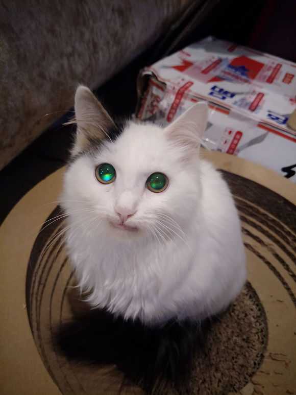 真的有绿色眼睛的猫吗?