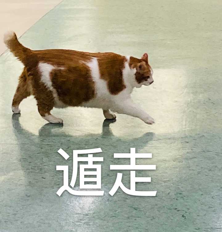 什么馅儿的问题,根据想法区的数据来看 小包子馅儿应该是表情包馅儿的