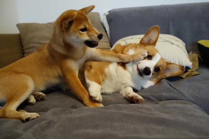 柴犬快4个月大 还不完全信任主人 偶尔抱他起来会咬主人手 或者挣脱开来 怎么办 知乎 柴犬快4个月大 还不完全信任主人 偶尔抱他起来会咬主人手 或者挣脱开来 怎么办 知乎