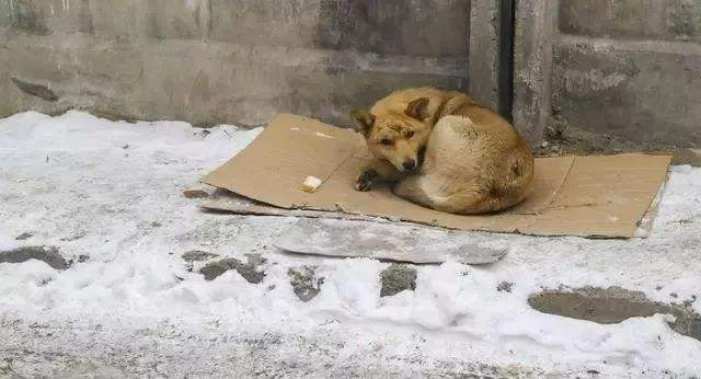 你们说冬天东北的狗要是舔了一下铁栏杆它咋弄下来呢