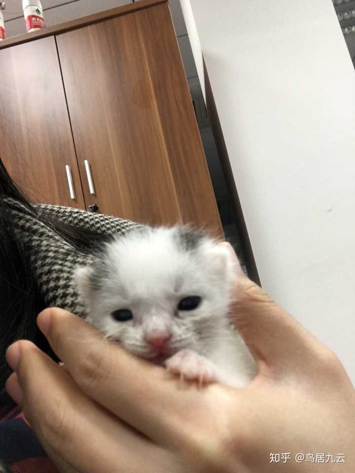 把一只刚出生的小奶猫一直养大是什么感觉?