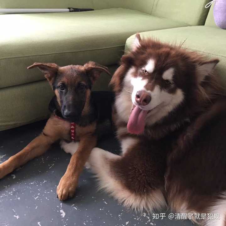 请问下德牧 边牧 阿拉斯加养哪个好呀 从体味 掉毛 服从 护卫等方便