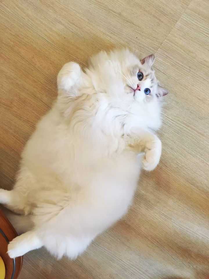 布偶猫的颜值下限在哪里?