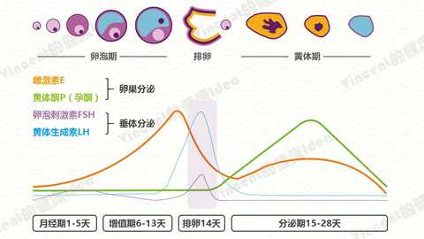 由于你的激素检查是月经第22天查的,你的fsh和lh升高就是