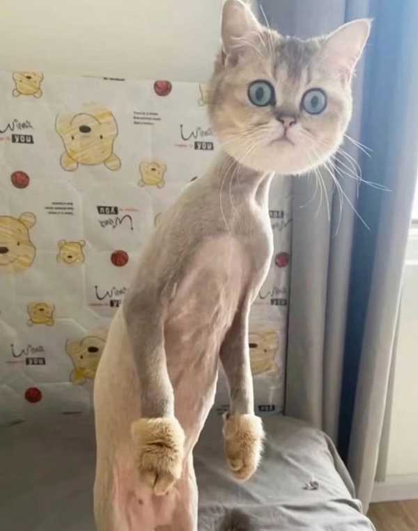 你们会给你家的猫剃毛吗?