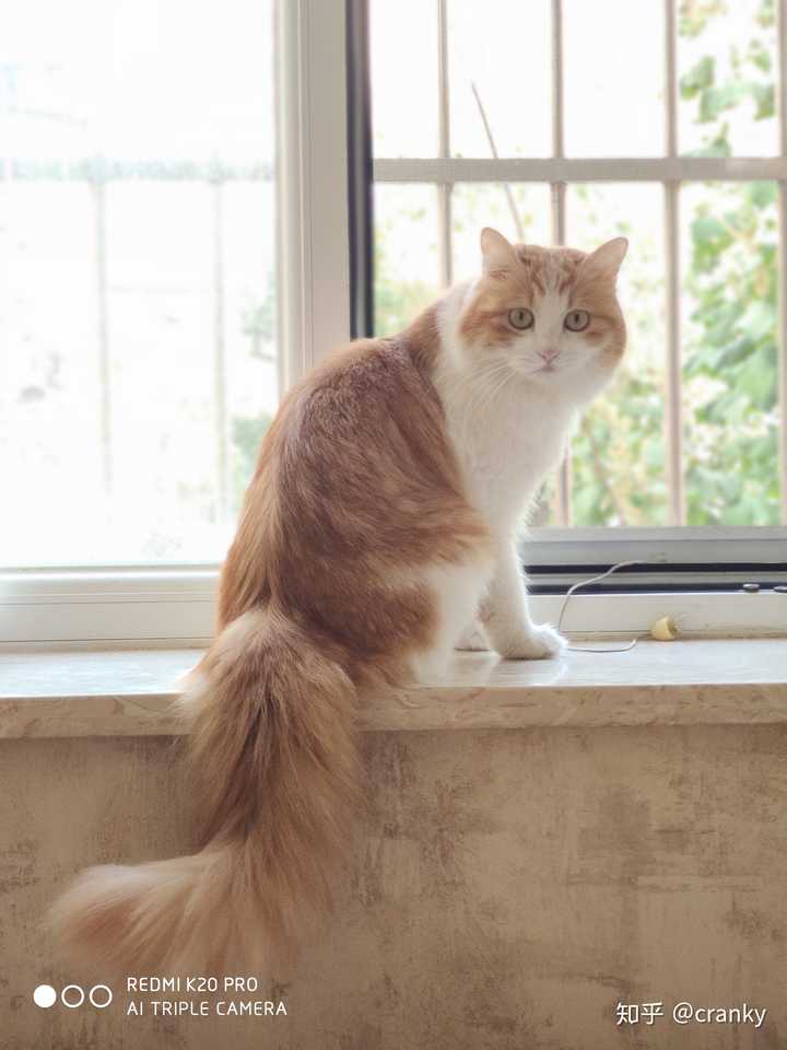 你见过最好看的橘猫长什么样?