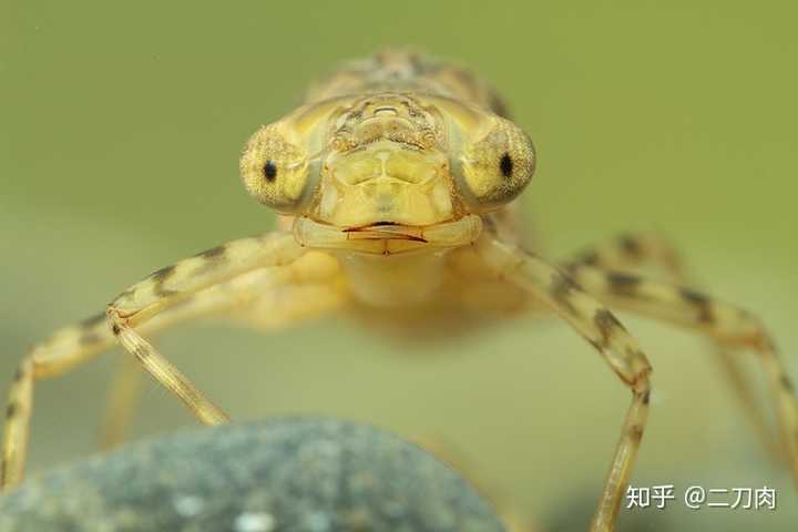 龟缸里出现了一只像扁跳虾的生物,是什么呀?