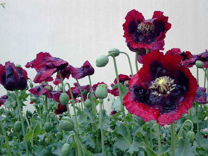 鸦片,围绕鸦片展开的斗争层出不穷,影响力最大的是清末的鸦片战争