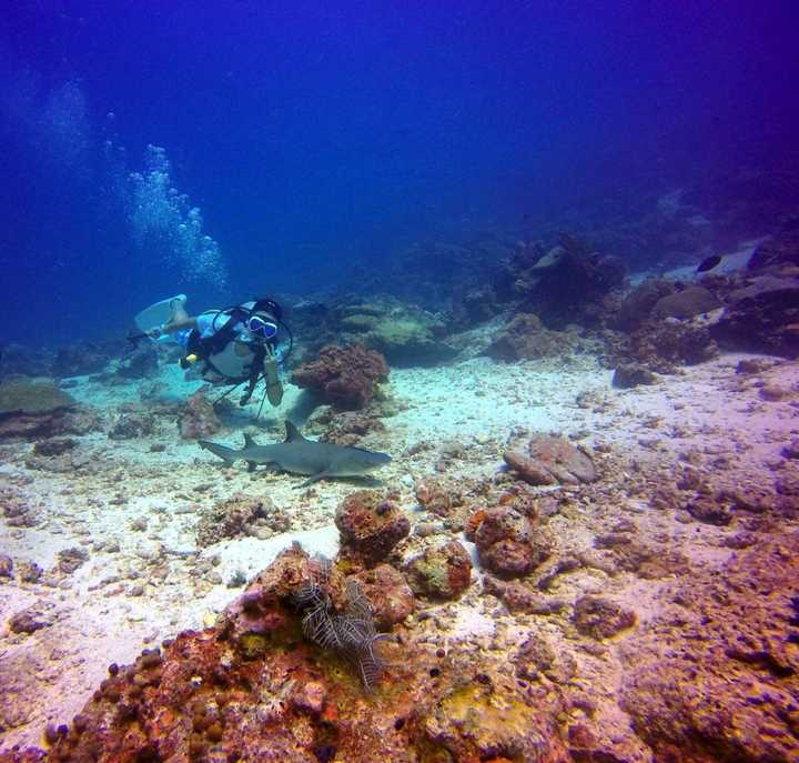 Go Pro 原装防水壳和国产防水壳有什么区别吗 知乎 Go Pro 原装防水壳和国产防水壳有什么区别吗 知乎