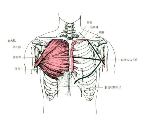 胸骨头与锁骨头的位置图片