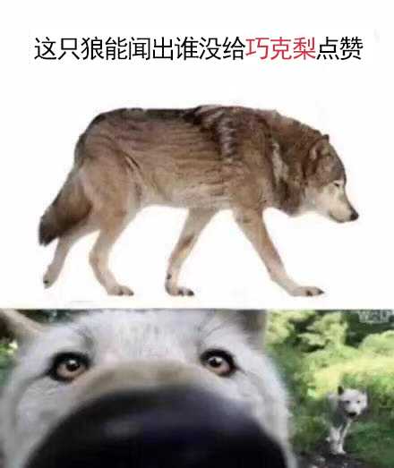 有什么可爱的文案?