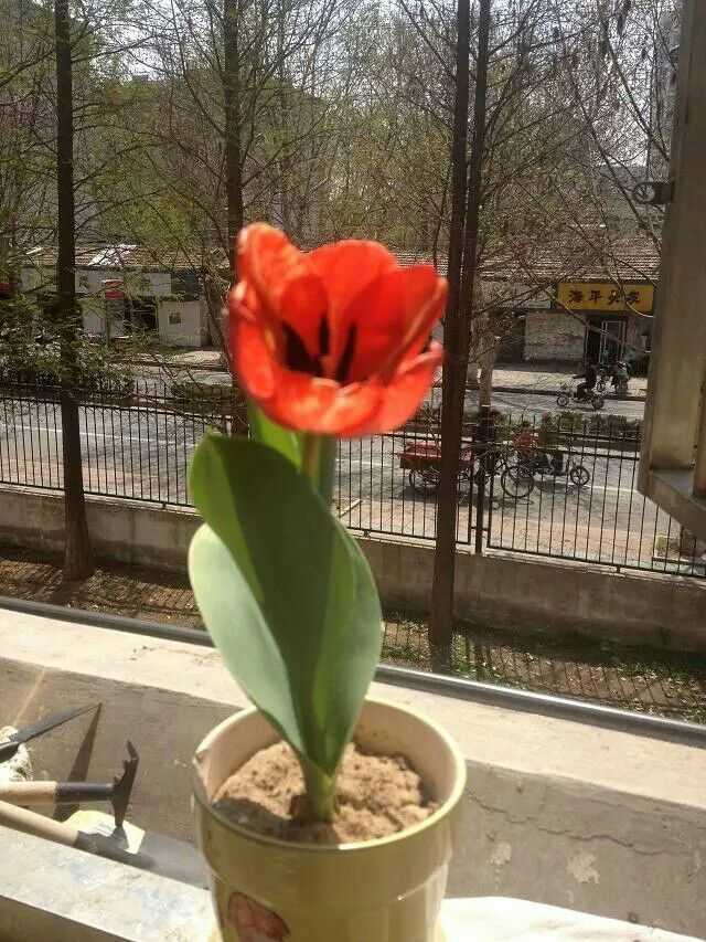 什么花最好养活且鲜艳 知乎