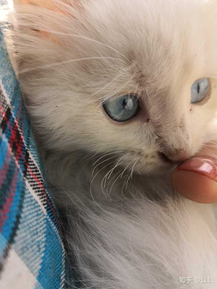 我想问问各位,我这个小猫的眼睛是蓝膜还是蓝眼睛啊,现在两个月大