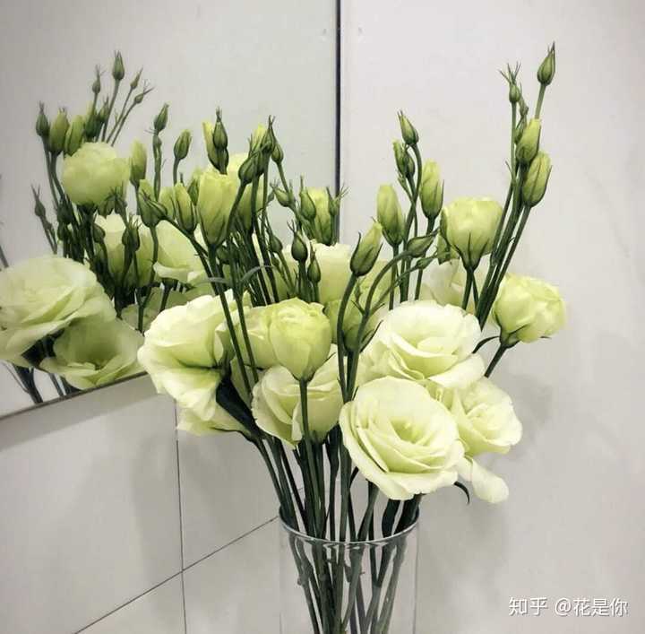 自然界有绿色的花吗 知乎 自然界有绿色的花吗 知乎