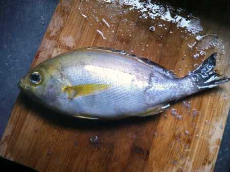 三线矶鲈( parapristipoma trilineatus),不谢.