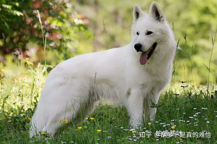 狮子猫作为"土猫"颜值不输布偶,是不是应该走进更多中国猫奴选择视线?