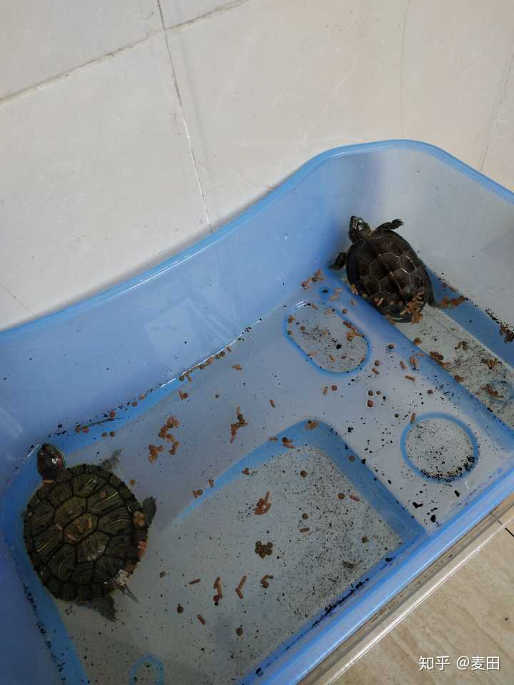 乌龟能在不换水不吃的情况下活九个月吗?