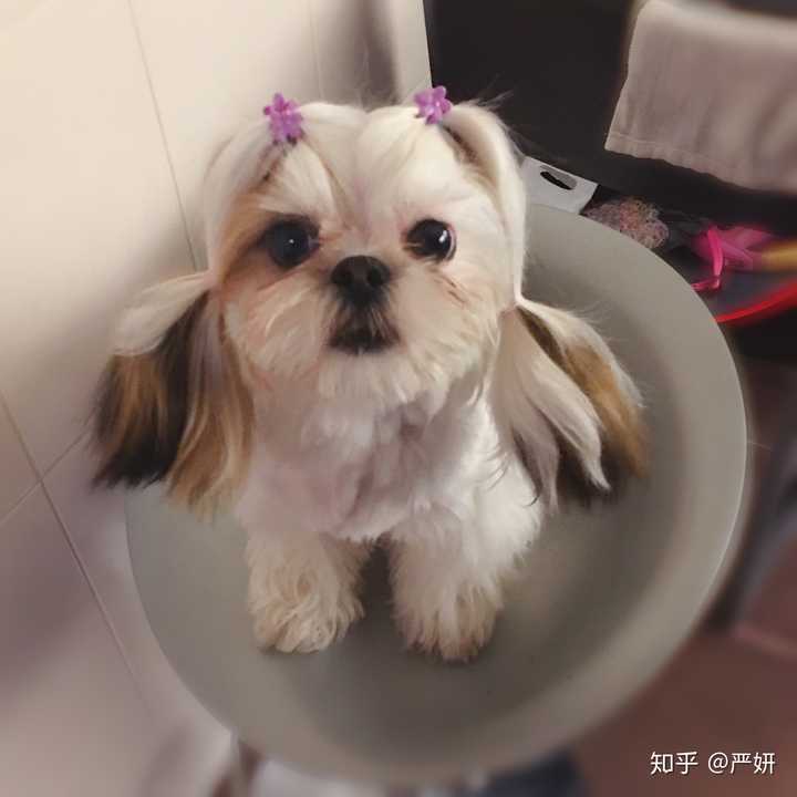 养西施犬是怎样一种体验 知乎